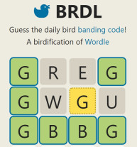 Brdl